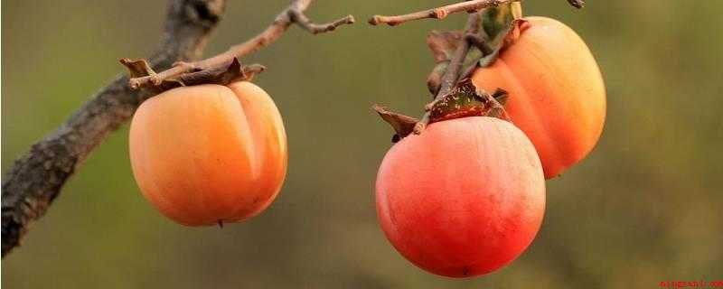 柿子里的虫子是什么虫(柿绵蚧,别名柿毡子蚧。)