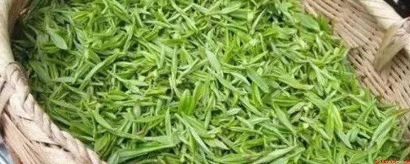 炒茶叶怎么炒（茶叶可作饮品,含有多种有益成分）