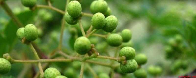刚摘的青花椒怎么保存(刚摘的青花椒保存方法-)