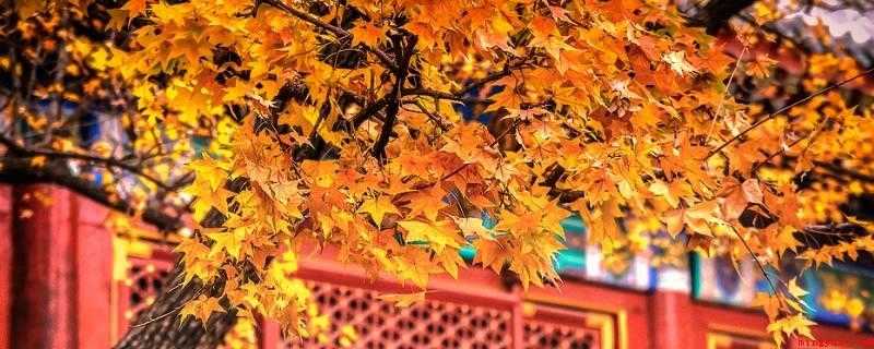 香山红叶几月份好看(中国四大赏枫胜地之香山)