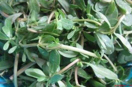 麻子菜做法(麻子菜,一年生草本,全株无毛)