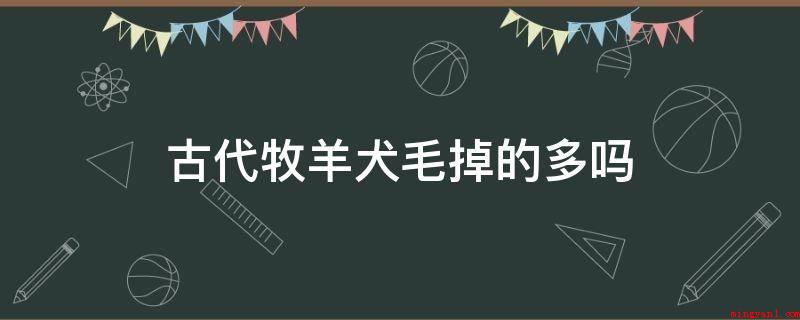 古代牧羊犬毛掉的多吗(古代牧羊犬毛发的解决方法)