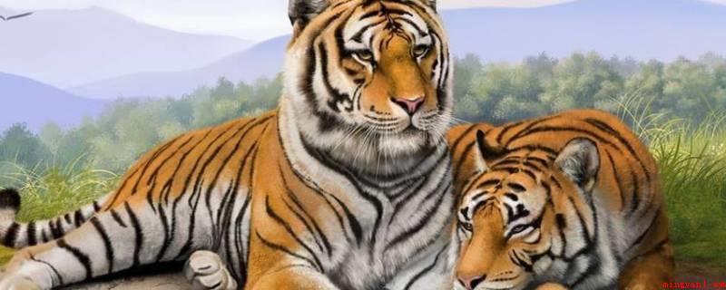 老虎种类（有华南虎、西伯利亚虎、巴厘虎、孟加拉虎、白虎等）