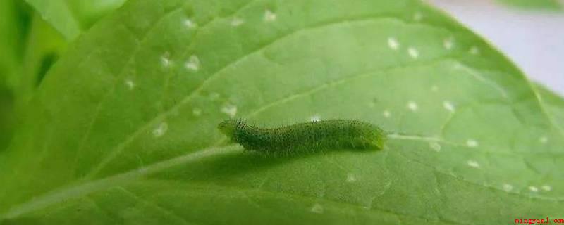 能蟲是什么動物（能蟲是四川老家土話,它是一種長約五厘米的小蟲,全身墨綠,頭部）