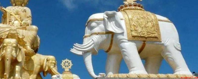 白色的大象为什么不能看（由于白象在泰国人眼里是圣器,禁止甚众,务必虔敬奉）