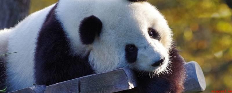 大熊猫生活在哪些地区（大熊猫生活在中国四川、陕西和甘肃的山区）