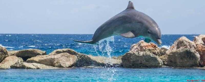 海豚寿命