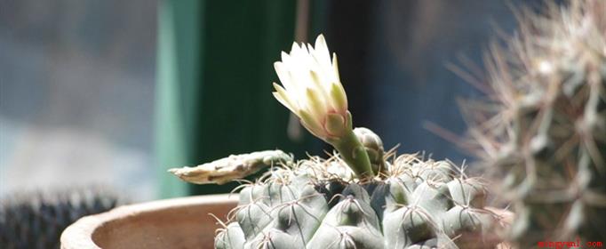 仙人球开花是什么兆头?(仙人球开花寓意着生命顽强的意思)