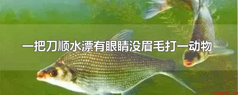 一把刀顺水漂有眼睛没眉毛打一动物(鱼的形状像一把刀,顺水漂是鱼的习性,鱼生活在水中,有眼睛、没)