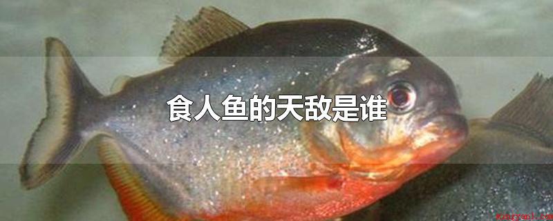食人鱼的天敌是谁(原产地亚马逊河流域成群)