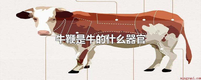 牛鞭是牛的什么器官(购买牛鞭的注意事项_健康频道)