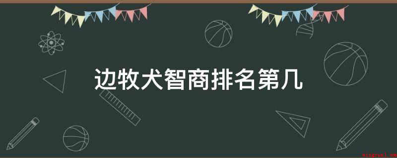 边牧犬智商排名第几(边牧的智商很高排名第一)