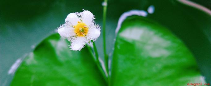 一花一世界的完整诗句是什么?(佛土生五色茎,一花一世界,一叶一如来)