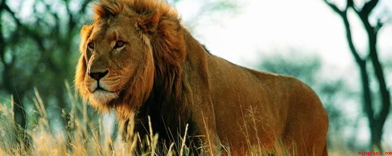 狮子象征着生活中的哪些人