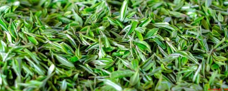 春末试新茶什么意思