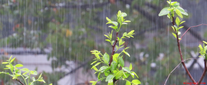 有关春雨像什么一样轻轻的落在地上的句子有哪些？