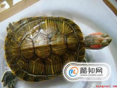 小乌龟吃什么适合小乌龟的食物（乌龟的食物有哪些）