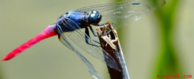 人们通常会借助于哪种昆虫，对湿地水质进行监测？