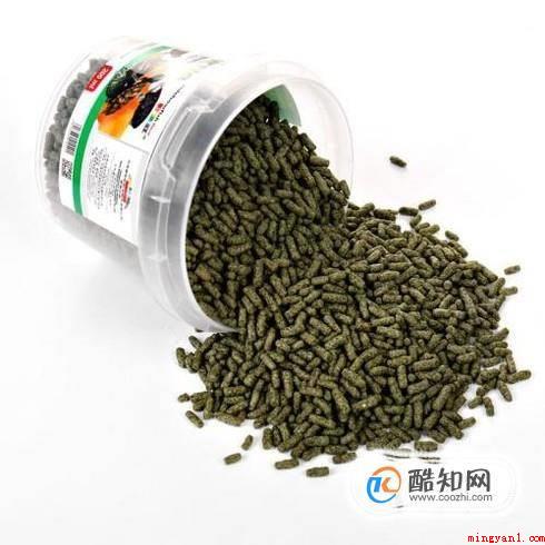 小乌龟吃什么适合小乌龟的食物（乌龟的食物有哪些）