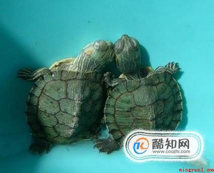 小乌龟吃什么适合小乌龟的食物（乌龟的食物有哪些）