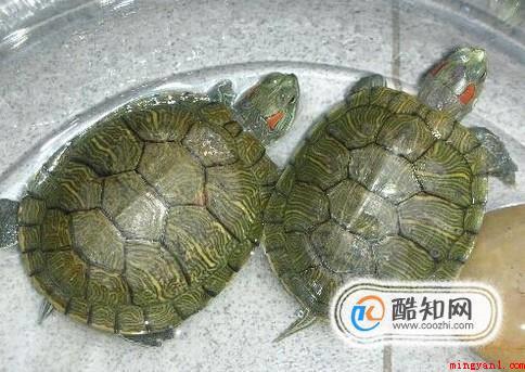 小乌龟吃什么适合小乌龟的食物（乌龟的食物有哪些）