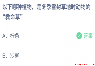 以下哪种植物是冬季封草地时动物的救命草 蚂蚁庄园3月12日答案最新 以下哪种植物是冬季封草地时动物的救命草(哪种植物是冬季封草地时动物的救命草)