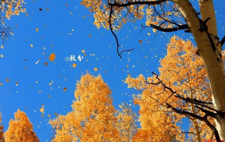 秋分代表秋季丰收、代表的节气是“秋季中间”,昼短夜长,很容易