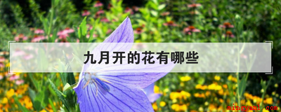 九月开的花有哪些(九月份种植桔梗有哪些)