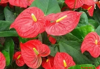 九月开的花有哪些(九月份种植桔梗有哪些)