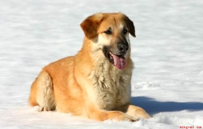 雪橇犬有几种（生活中较为常见的雪橇犬有三种）
