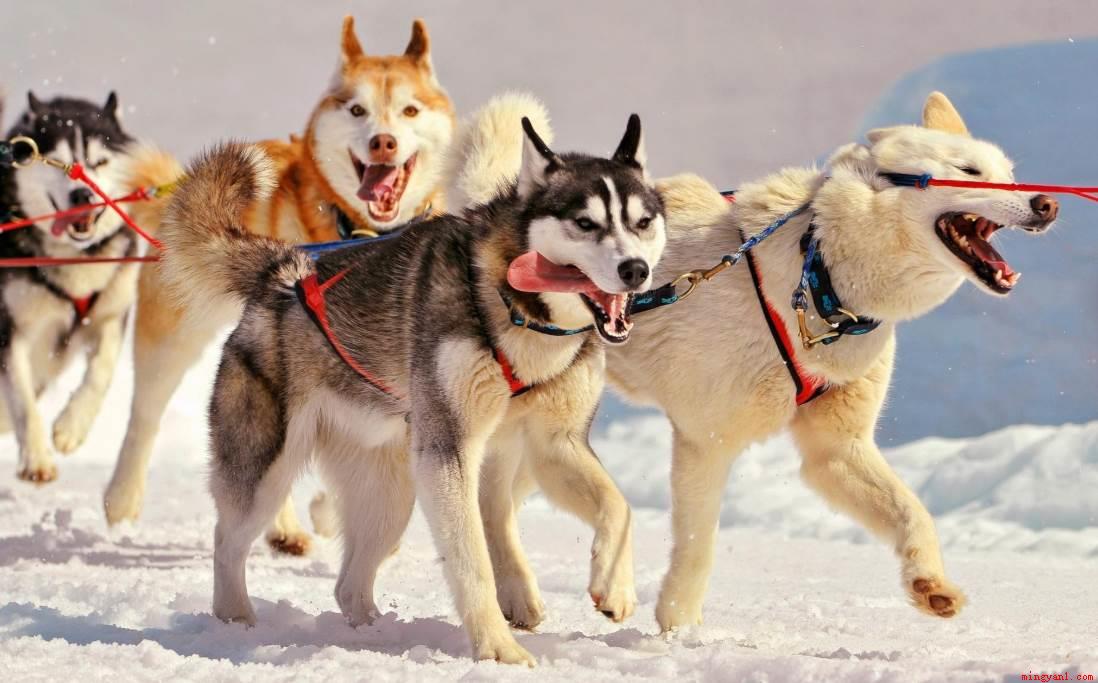 雪橇犬有几种（生活中较为常见的雪橇犬有三种）