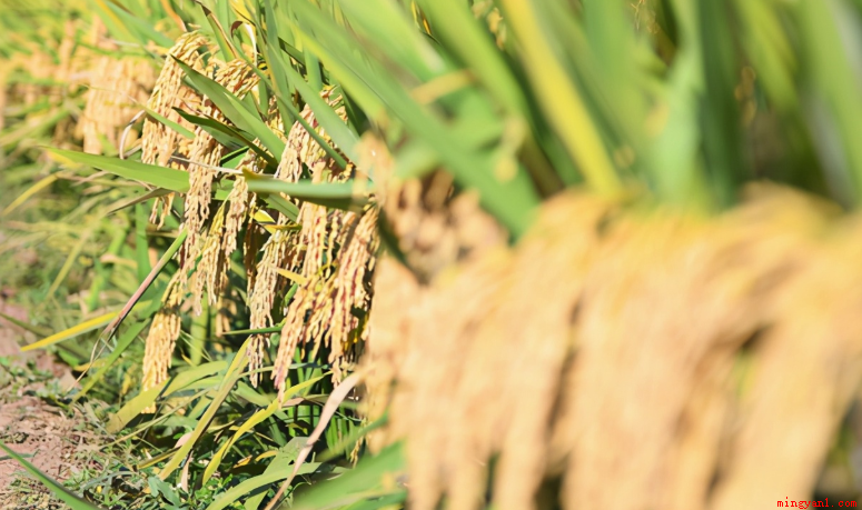 杂交水稻是以高产为主要目标的品种,就不要指望它很好吃