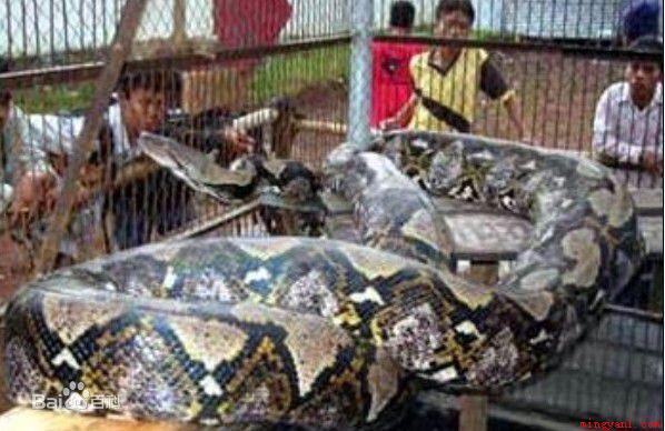 中国最大的蛇有多大？世界上最大的蛇有55米,是真的吗？