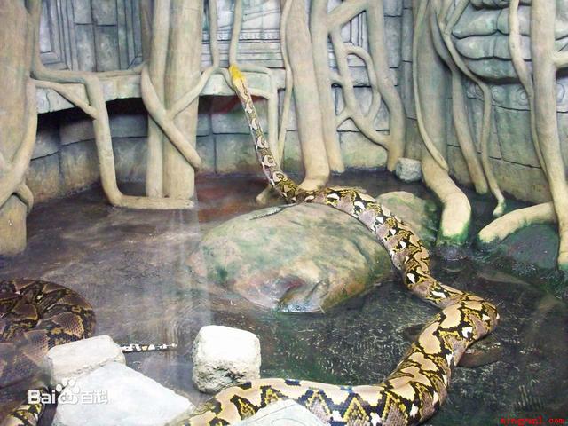 中国最大的蛇有多大？世界上最大的蛇有55米,是真的吗？