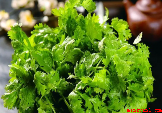 你为什么不喜欢香菜（你为什么不喜欢香菜 香菜闻起来是什么味道）