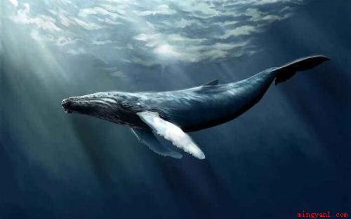 当鲸鱼在海洋中死去,它的尸体会沉入海底,生物学家称这一过程为