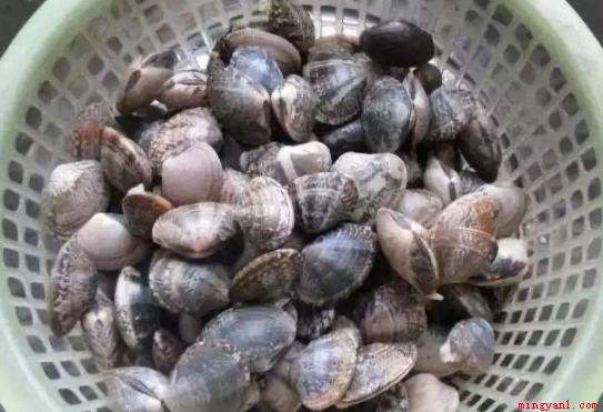 花甲怎么清洗（花甲怎么清洗比较干净）