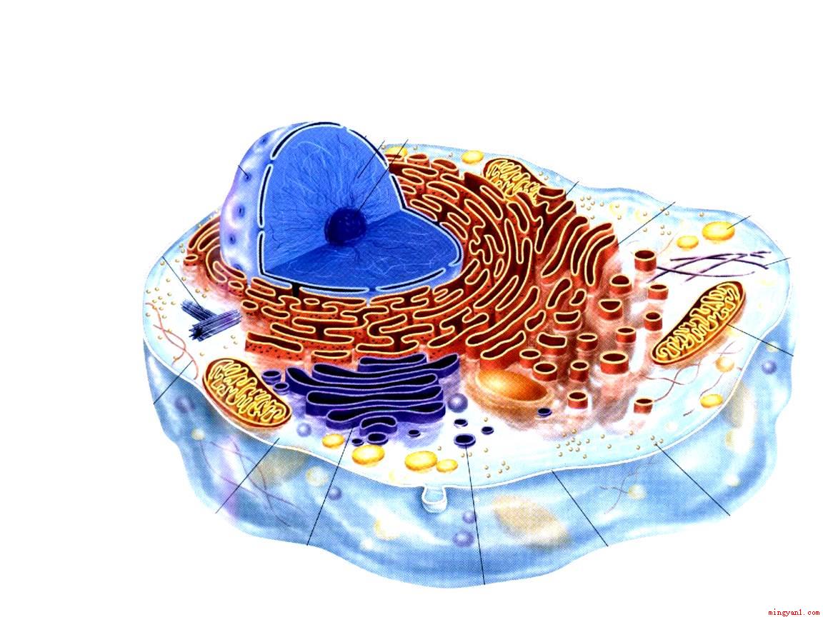 真核细胞具有由染色体、核仁、核液、双层核膜等构成的细胞核