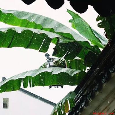 雨打芭蕉是哪里的音乐