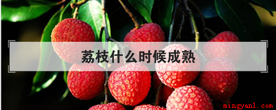 荔枝什么时候成熟(荔枝的成熟时间)