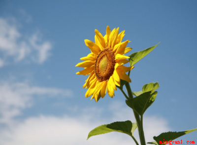 七月开什么花（七月时候向日葵、荷花、昙花、国槐等花都会开发的）