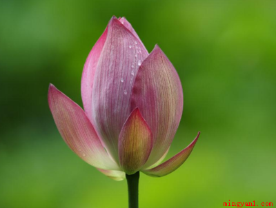七月开什么花（七月时候向日葵、荷花、昙花、国槐等花都会开发的）