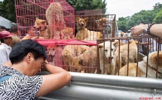 玉林狗肉节是几月几号(中国广西玉林市民间自发形成的节日)