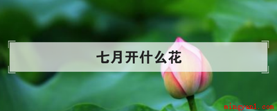 七月开什么花（七月时候向日葵、荷花、昙花、国槐等花都会开发的）