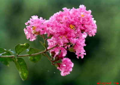 七月开什么花（七月时候向日葵、荷花、昙花、国槐等花都会开发的）