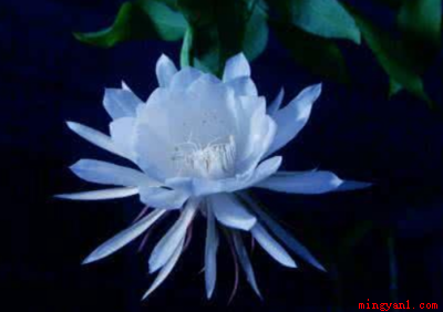 七月开什么花（七月时候向日葵、荷花、昙花、国槐等花都会开发的）