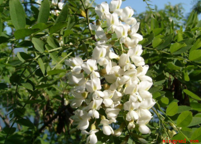 七月开什么花（七月时候向日葵、荷花、昙花、国槐等花都会开发的）
