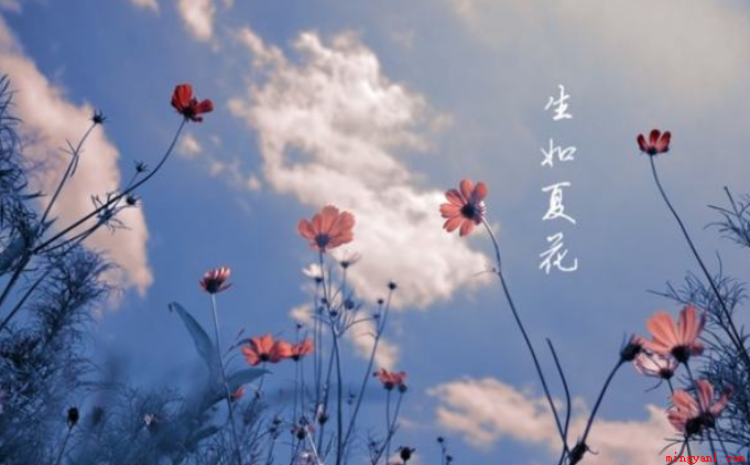 生如夏花的意思是指生命要像夏季的花朵那般绚烂夺目,努力去盛开