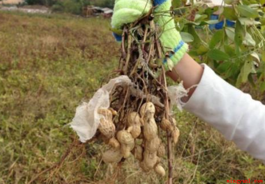 花生收获季节几月份(一般花生是几月份收获)