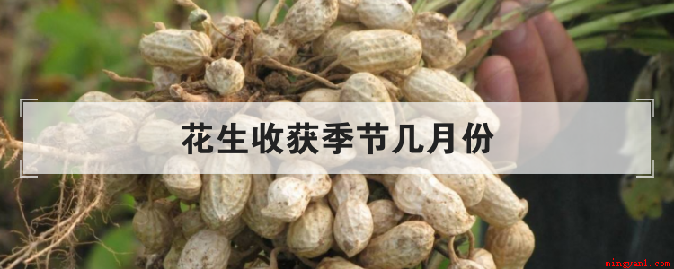 花生收获季节几月份(一般花生是几月份收获)